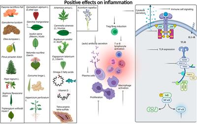 Medicinal Plant Extracts and Natural Compounds for the Treatment of Cutaneous Lupus Erythematosus: A Systematic Review